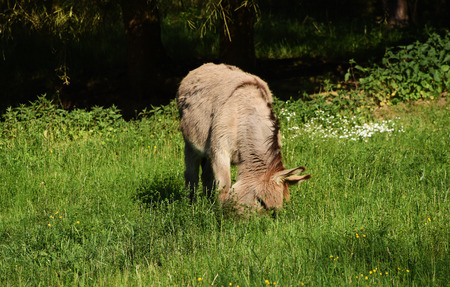 Donkey in green grass in spring timeの写真素材