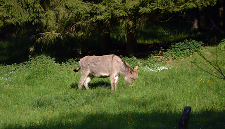 Donkey in green grass in spring timeの写真素材