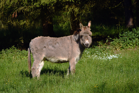 Donkey in green grass in spring timeの写真素材