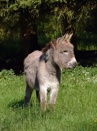 Donkey in green grass in spring timeの写真素材