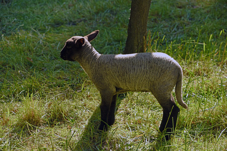Small sheeps with mother sheepの写真素材