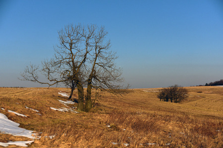 Trees in winter-spring time without leafsの写真素材