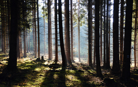 Morning forest with sunshine in Czech national park