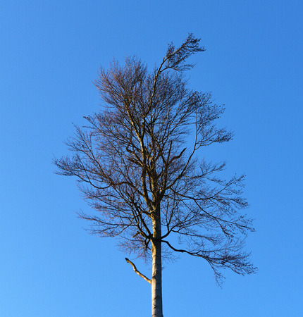 Trees in winter-spring time without leafsの写真素材