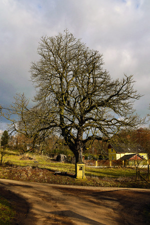 Crucifix under big tree in villageの写真素材