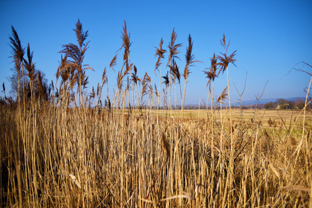 Rushes near field in sunny dayの写真素材