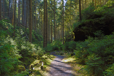 Path in spring forest in national parkの写真素材