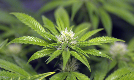 Marijuana wet bloom and leafsの写真素材