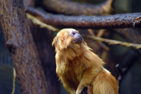 Tamarin on wood in ZOOの写真素材