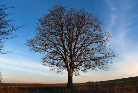 Morning with tree in spring timeの写真素材