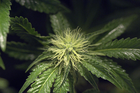 Marijuana wet bloom and leafsの写真素材