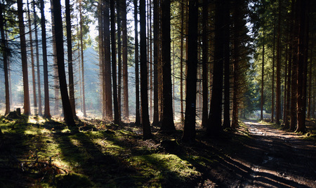 Morning forest with sunshine in Czech national parkの写真素材