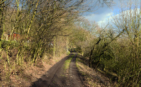 Path in forest in spring timeの写真素材