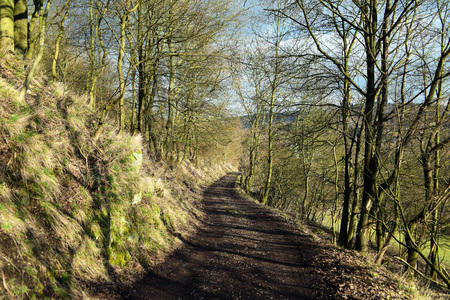 Path in forest in spring timeの写真素材