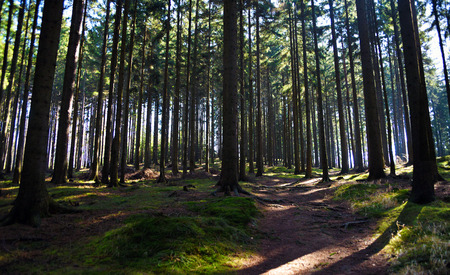 Path in spring forest in national parkの写真素材
