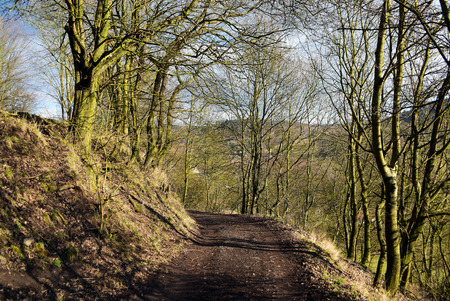 Path in forest in spring timeの写真素材