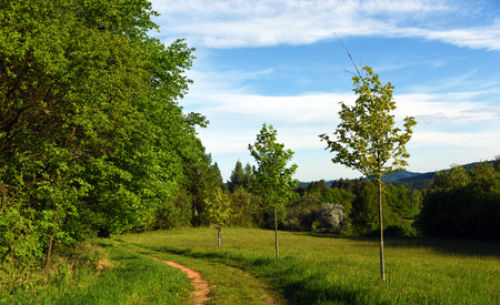 Green landscape in spring timeの写真素材
