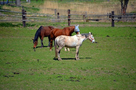 Horses near fence in czech farmの写真素材