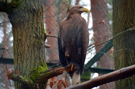 Eagle sitting on tree in winter timeの写真素材