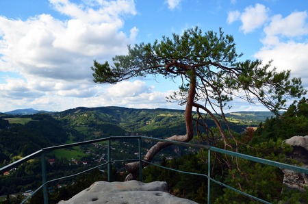 Pine tree on observation place in sunny dayの写真素材