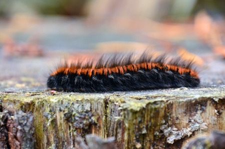 Caterpillar on wood in summer forestの写真素材