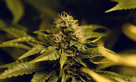Bloom of S.A.G.E. variety t.h.seeds bankの写真素材