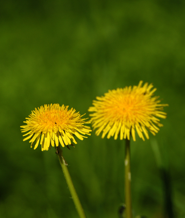 Two dandelions in spring time in green grassの写真素材