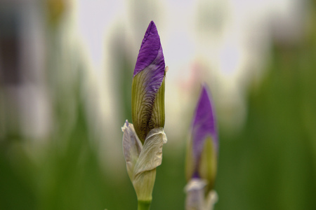 Color bloom of iris flower in spring gardenの写真素材