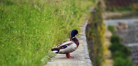 Male and female ducks near river Labe in spring timeの写真素材