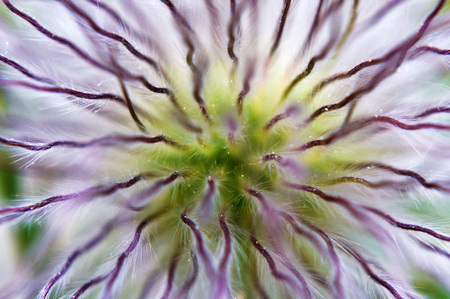 Overblown pulsatilla flower bloom in grassの写真素材