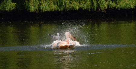 Pelican bird in green pond in spring timeの写真素材