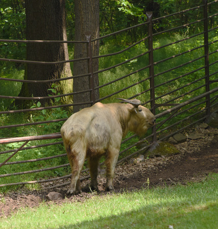 Takin budorcas animal in Chomutov ZOO parkの写真素材