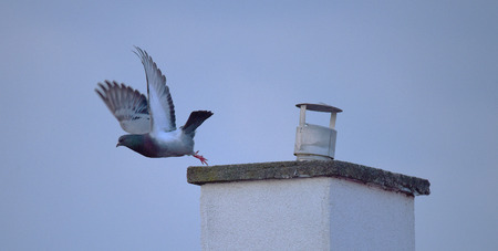 Pigeon starting fly from chimney in dark eveningの写真素材