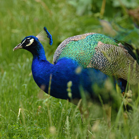 Peacock bird with blue feathers and crown on headの写真素材