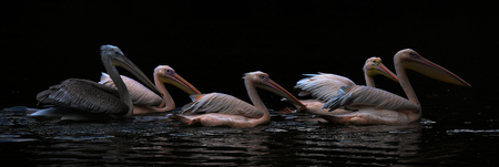 Pelican bird in green pond in spring timeの写真素材