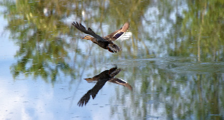 Duck at pond in city in summer timeの写真素材
