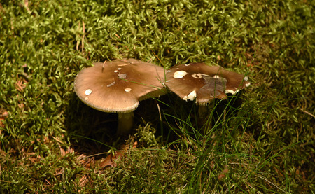 Mushrooms in green grass in dark forestの写真素材