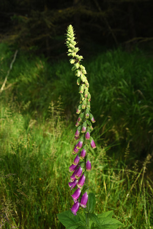 Violet pink foxglove flower in green grass in summer day