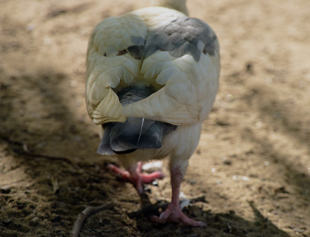 White gray dove and pigeon in sand in hot sunny dayの写真素材