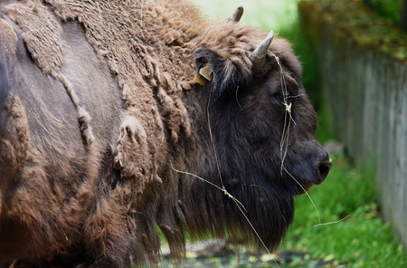 European bison in zoopark Chomutov in summer time