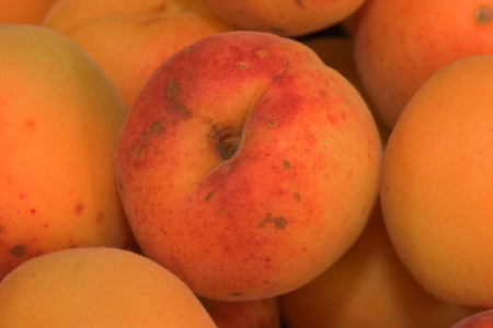 Czech apricots fruit with and red colors on wooden tableの写真素材