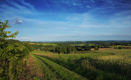 Hot summer day on meadow near Roprachtice villageの写真素材
