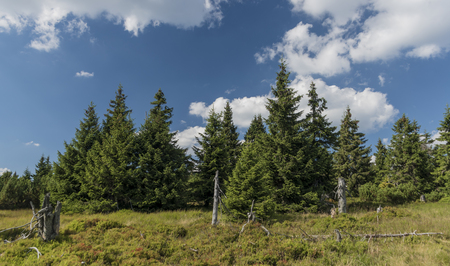 Spruce trees in Krkonose mountains in summer dayの写真素材