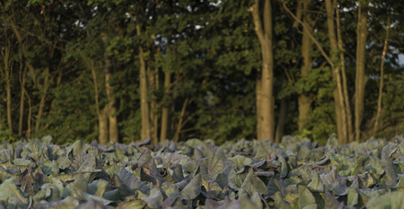 Cabbage on field in Krkonose mountainsの写真素材