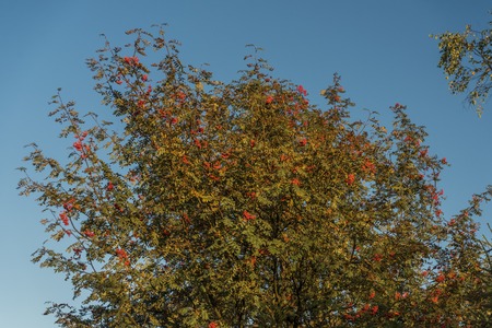 Rowan berry tree in summer sunny day