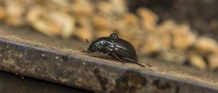 Black beetle on yellow leaf near pondの写真素材