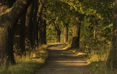Autumn time in alley near ponds in south of Bohemiaの写真素材