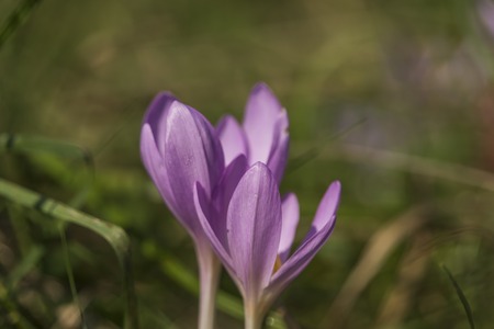 Pink flower on summer meadow in Slovakia mountainsの写真素材