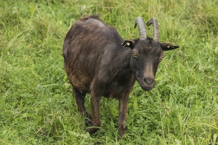 Goat on green meadow in summer timeの写真素材
