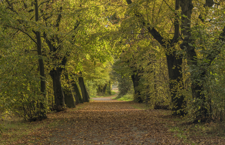 Oak trees alley near Chabarovice town in autumn timeの写真素材